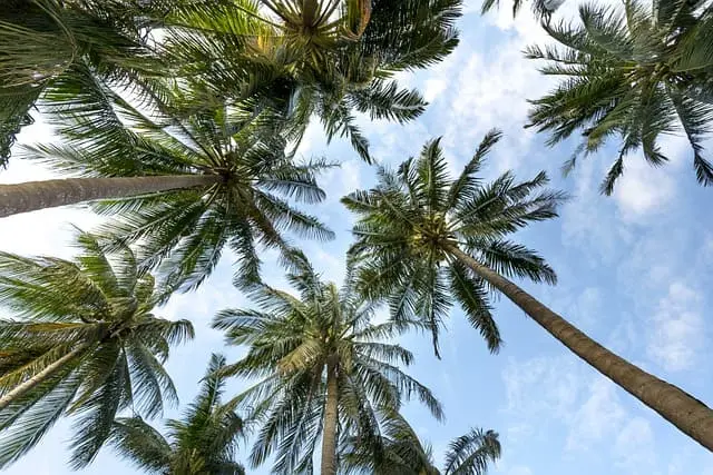 How to Plant a Coconut Tree: A Comprehensive Guide