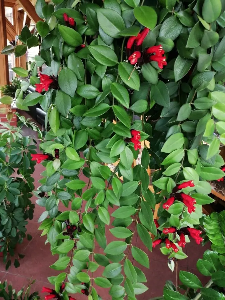 The Lipstick Plant: Aeschynanthus and Its Varieties