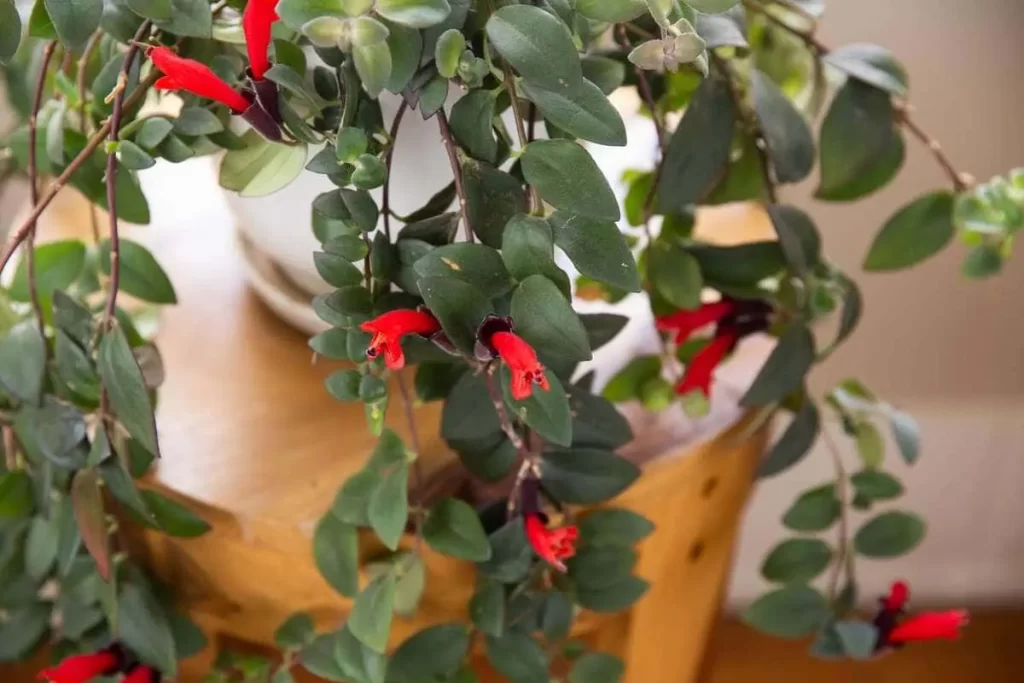 The Lipstick Plant: Aeschynanthus and Its Varieties