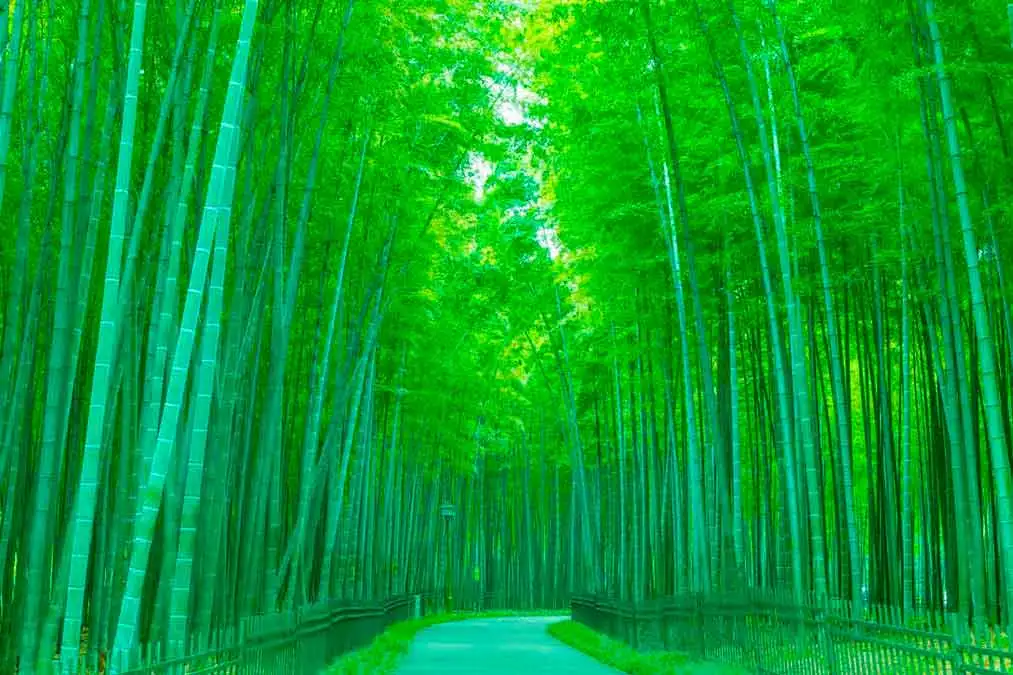 Exploring the Beauty of Bamboo Gardens