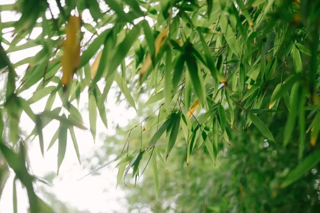 bamboo garden