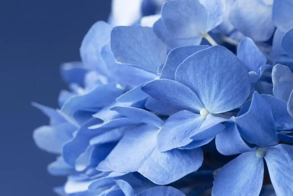 Blue Orchid: What It Is and How to Grow It