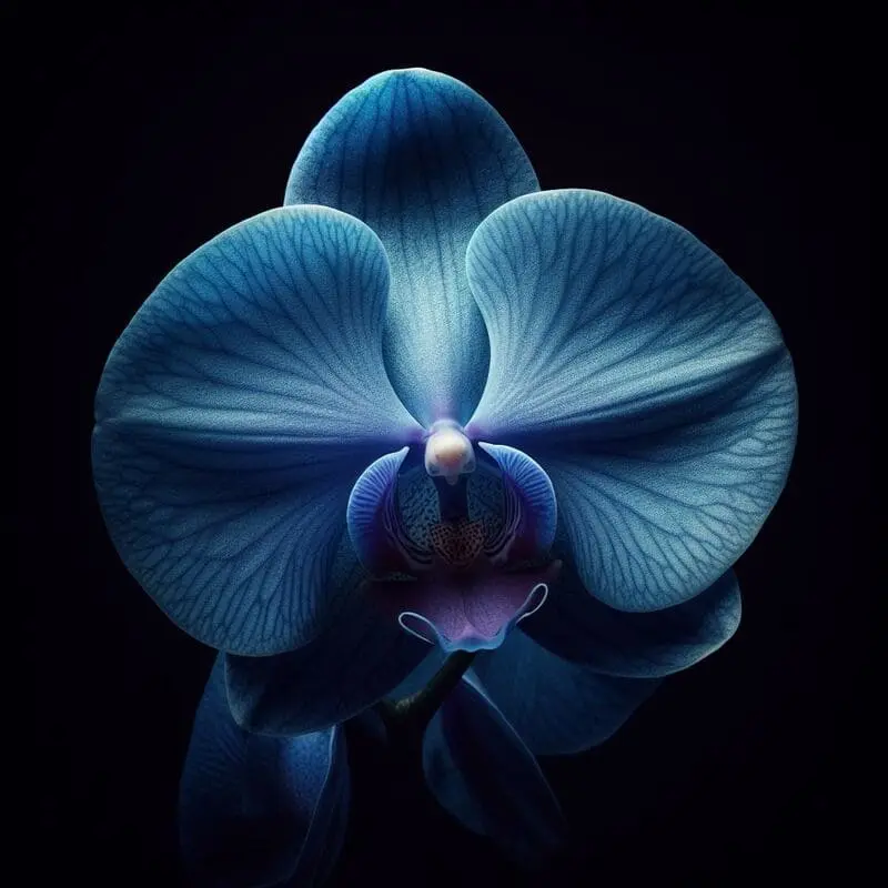 Blue Phalaenopsis Orchid