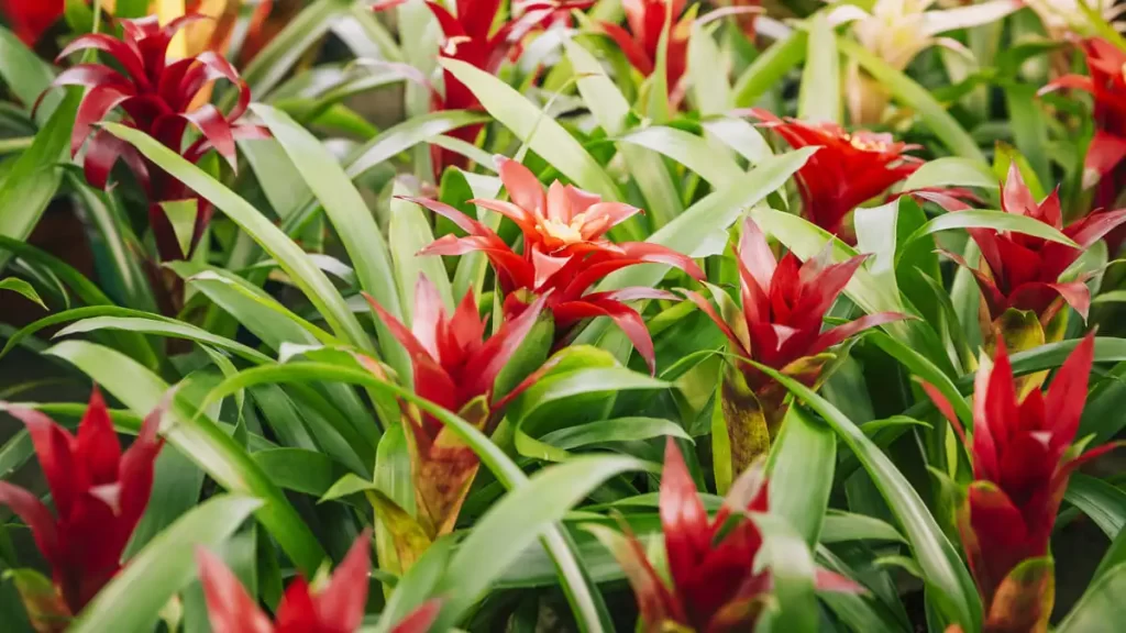 Bromeliad Types: Exploring the Diversity of Bromeliad Plants