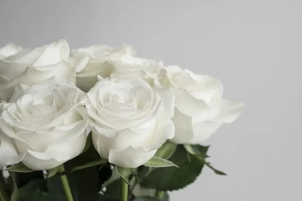 White Roses