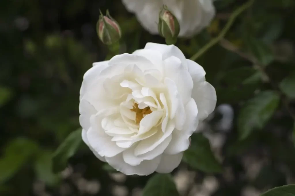 White Roses