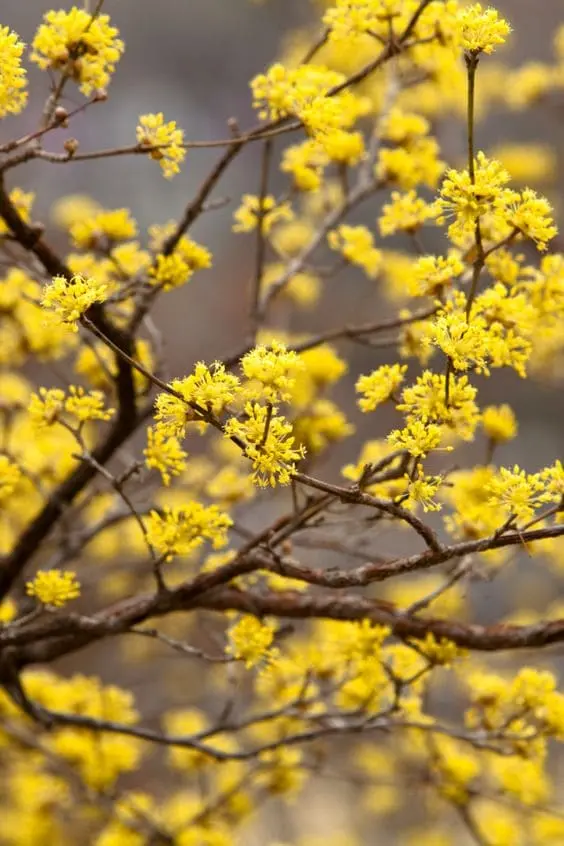 Winter Greenery: 5 Resilient Plants for Your Garden