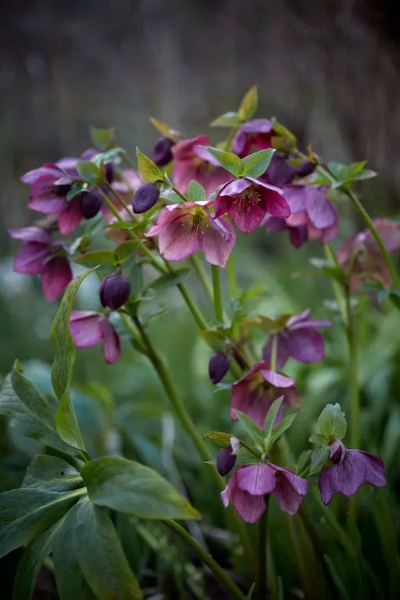 Winter Greenery: 5 Resilient Plants for Your Garden