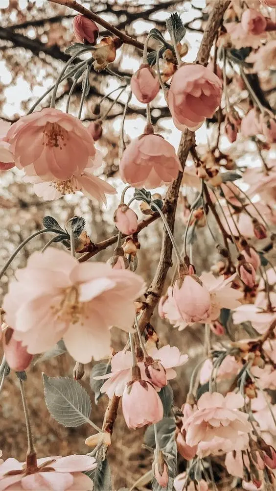 pink flowers 02 decorideas.us