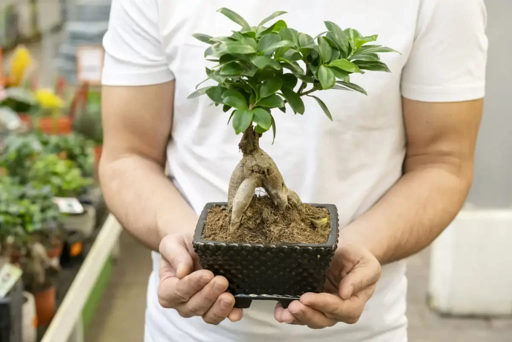 bonsai