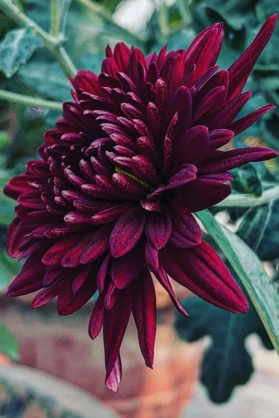 Chrysanthemum