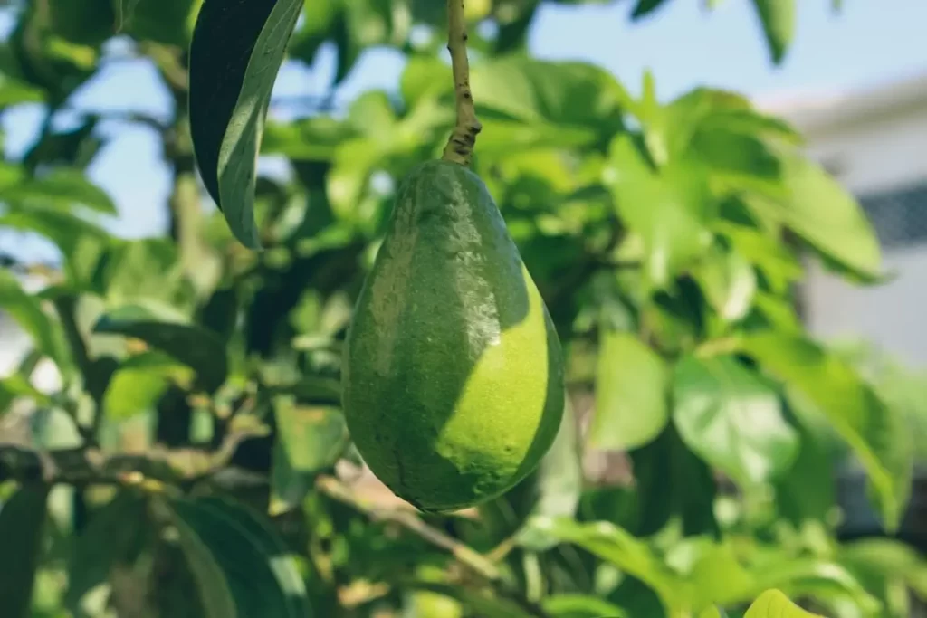 cold resistant avocado tree - photo reproduction trees.com