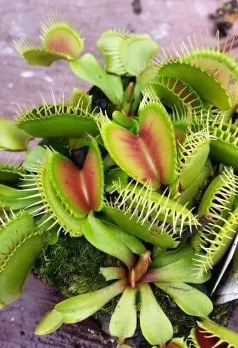 venus flytrap