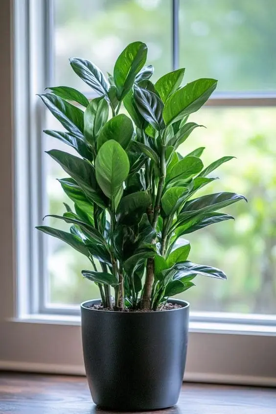 HZZ Plant Zamioculcas zamiifolia