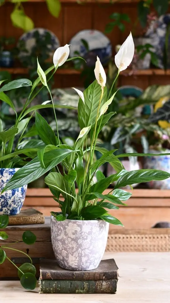 Peace Lily Spathiphyllum