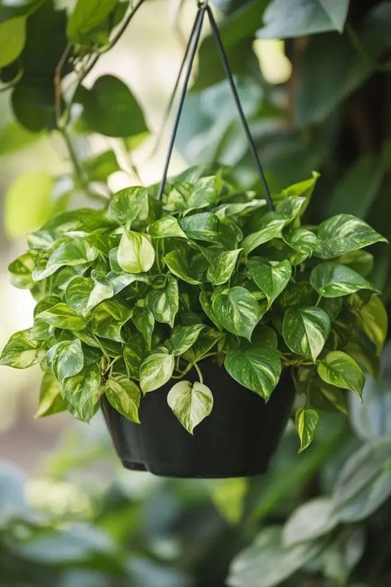 Pothos Epipremnum aureum