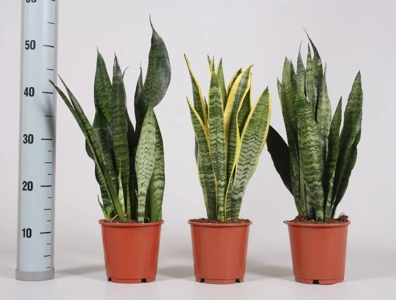 Sansevieria